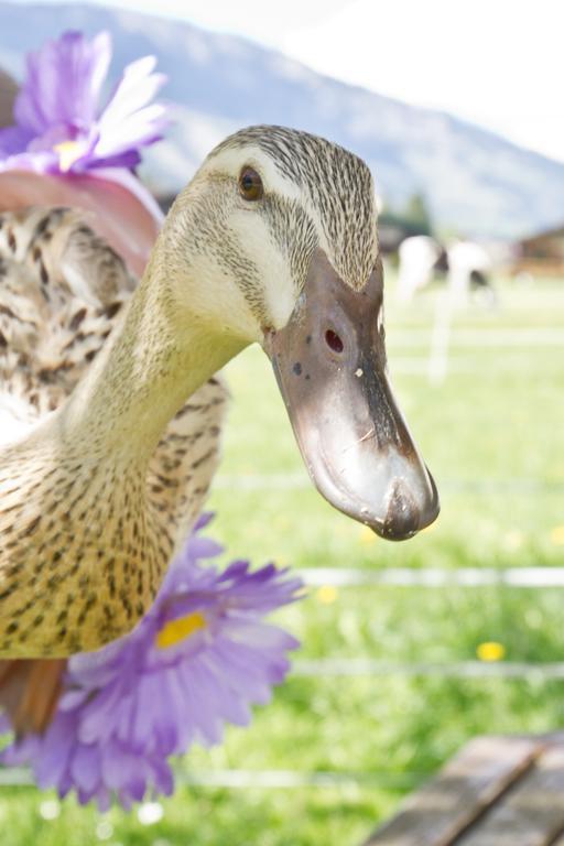 Zittrauerhof - Urlaub Am Bauernhof Gastein Villa Bad Hofgastein Buitenkant foto